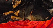 Charlie a rejoint le concours — aidez-le/la à gagner de superbes lots ! animal, bed, black_blanket, black_dog, blanket, canine, cozy, dog, domestic_animal, ears_up, fur, indoor, looking_at_camera, lying_down, pet, red_blanket, relaxed, resting, small_dog, tan_dog