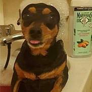 Charlie a rejoint le concours — aidez-le/la à gagner de superbes lots ! dog, bathtub, bubbles, bath, pet, black_and_tan, fur, tongue, water, soap, bubble_hat, animal, cute, indoor, bathroom, relaxing, wet, small_dog, playful, canine