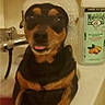 Charlie a rejoint le concours — aidez-le/la à gagner de superbes lots ! animal, bath, bathroom, bathtub, black_and_tan, bubble_hat, bubbles, canine, cute, dog, fur, indoor, pet, playful, relaxing, small_dog, soap, tongue, water, wet