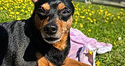 Charlie a rejoint le concours — aidez-le/la à gagner de superbes lots ! animal, black_and_tan, canine, closeup, dog, flower, garden, grass, nature, outdoor, paw, pet, relaxing, resting, small_dog, summer, sunlight, sunny, towel, yellow_flowers
