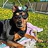 animal, black_and_tan, canine, closeup, dog, flower, garden, grass, nature, outdoor, paw, pet, relaxing, resting, small_dog, summer, sunlight, sunny, towel, yellow_flowers