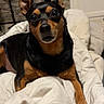 dog, black_and_tan, pet, indoor, blanket, cozy, curious, eyes, fur, canine, animal, resting, looking, small_dog, ears, face, expression, comfort, home, bedroom