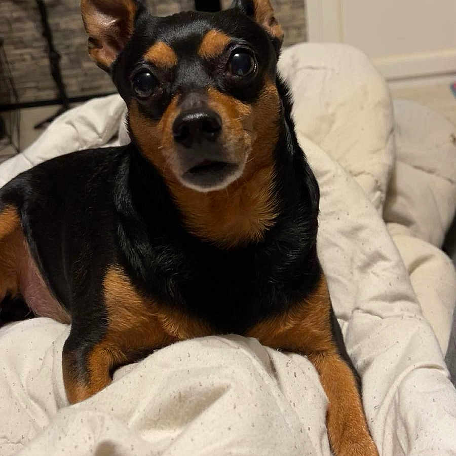 Charlie participe au concours pour gagner de l'argent avec cette photo : dog, black_and_tan, pet, indoor, blanket, cozy, curious, eyes, fur, canine, animal, resting, looking, small_dog, ears, face, expression, comfort, home, bedroom