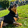 animal, blue_sky, canine, cute, daytime, dog, ears, fur, garden, grass, greenery, looking_up, muzzle, nature, outdoor, pet, relaxing, small_dog, summer, sunlight
