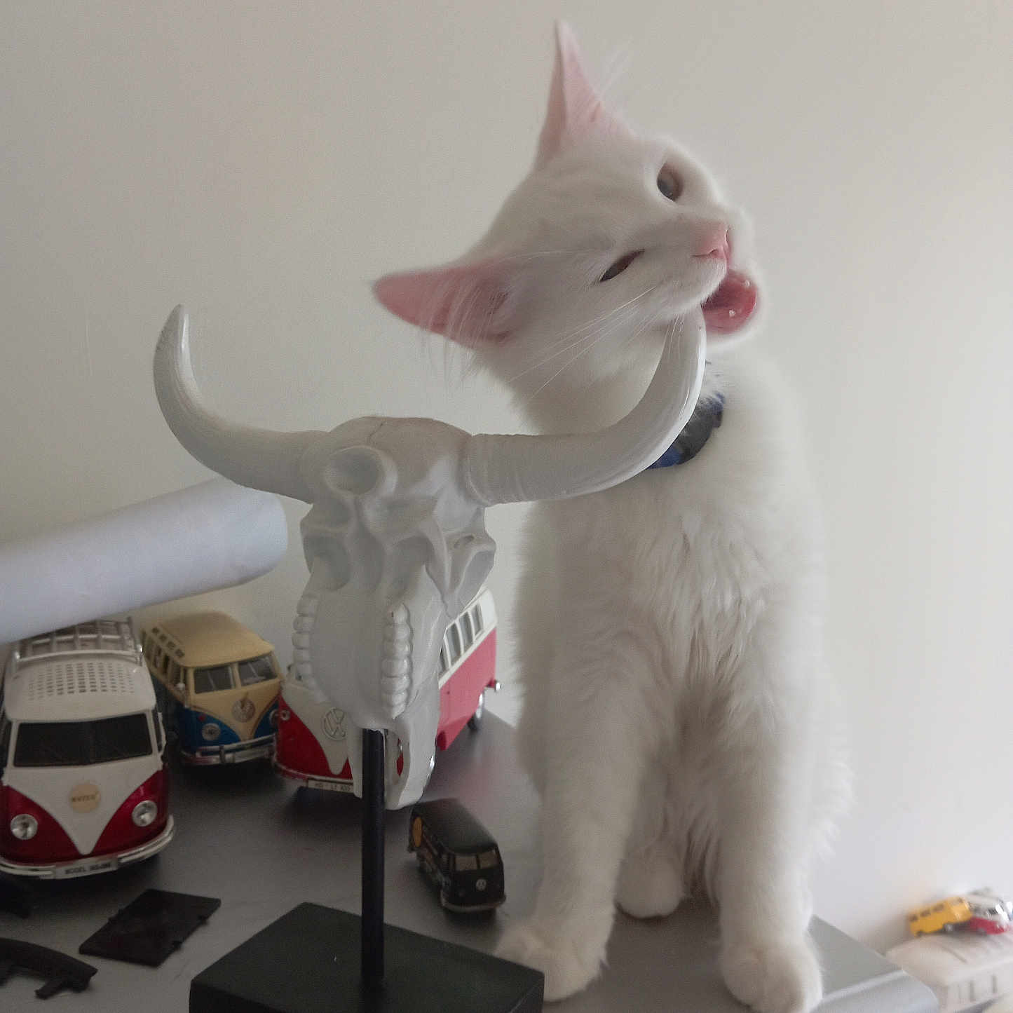 Milky participe au concours pour gagner de l'argent avec cette photo : abyssinian, angora, animal, car, cat, computer, desk, electronics, figurine, furniture, hardware, kitten, laptop, pet, plywood, shelf, table, transportation, vehicle, wood