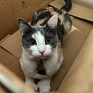 Roxie joined the competition — help win amazing prizes! cat, calico_cat, cardboard_box, pet, animal, whiskers, fur, indoor, closeup, cute, domestic_cat, looking_up, pink_nose, collar, tag, tabby, feline, curious, paws, sitting