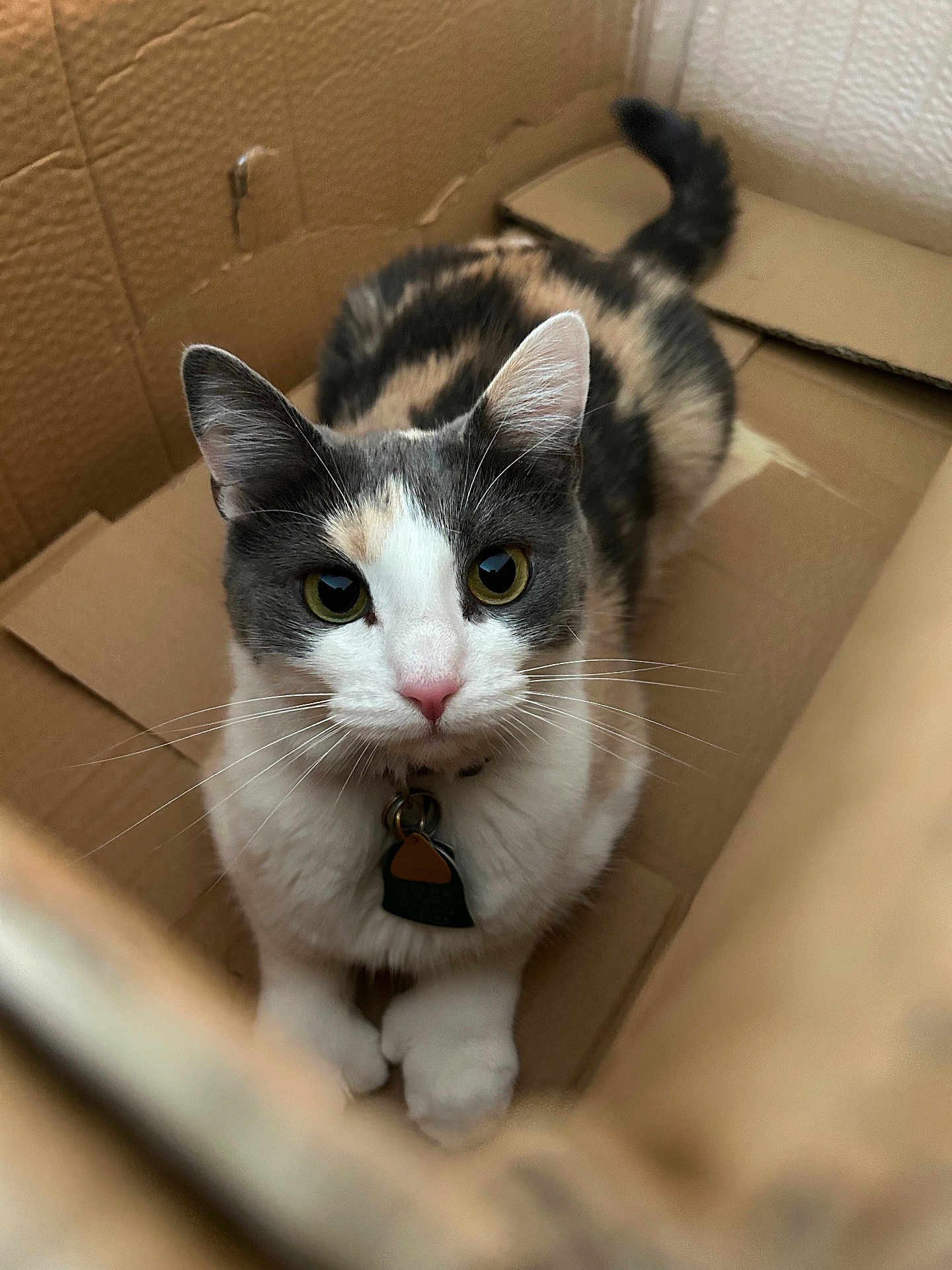 Roxie joined the competition — help win amazing prizes! cat, calico_cat, cardboard_box, pet, animal, whiskers, fur, indoor, closeup, cute, domestic_cat, looking_up, pink_nose, collar, tag, tabby, feline, curious, paws, sitting