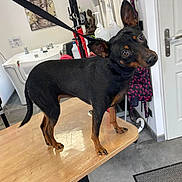 Mina a rejoint le concours — aidez-le/la à gagner de superbes lots ! accessories, animal, canine, desk, dog, fitness, furniture, hardwood, homedecor, indoors, interiordesign, person, pet, plywood, rug, stainedwood, strap, table, tabletop, wood