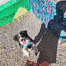 dog, puppy, black_and_white, tricolor, sitting, tongue_out, happy, outdoor, sunlight, gravel, graffiti, urban, street_art, colorful, shadow, leash, harness, portrait, pavement, playful
