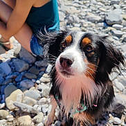 Upee a rejoint le concours — aidez-le/la à gagner de superbes lots ! dog, puppy, tricolor, black_white_brown, fluffy, long_hair, portrait, close_up, face, eyes, nose, outdoors, riverbank, pebbles, rocks, nature, person, sitting, sunlight, pet