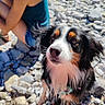 dog, puppy, tricolor, black_white_brown, fluffy, long_hair, portrait, close_up, face, eyes, nose, outdoors, riverbank, pebbles, rocks, nature, person, sitting, sunlight, pet