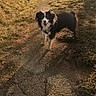 dog, border_collie, black_and_white, outdoors, woodland, forest, path, trail, nature, sunlight, golden_hour, grass, trees, shadow, standing, pet, animal, portrait, rural, scenic