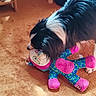 dog, black_and_white, fluffy, long_hair, pet, toy, plush_toy, stuffed_animal, carpet, indoor, home, playful, curious, bowing, lying_down, animal, colorful, pink, blue, portrait