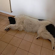 Ulysse a rejoint le concours — aidez-le/la à gagner de superbes lots ! dog, sleeping, floor, tile, black_and_white, indoor, radiator, resting, pet, fur, quiet, relaxation, canine, animal, home, laying_down, peaceful, domestic, cozy, calm