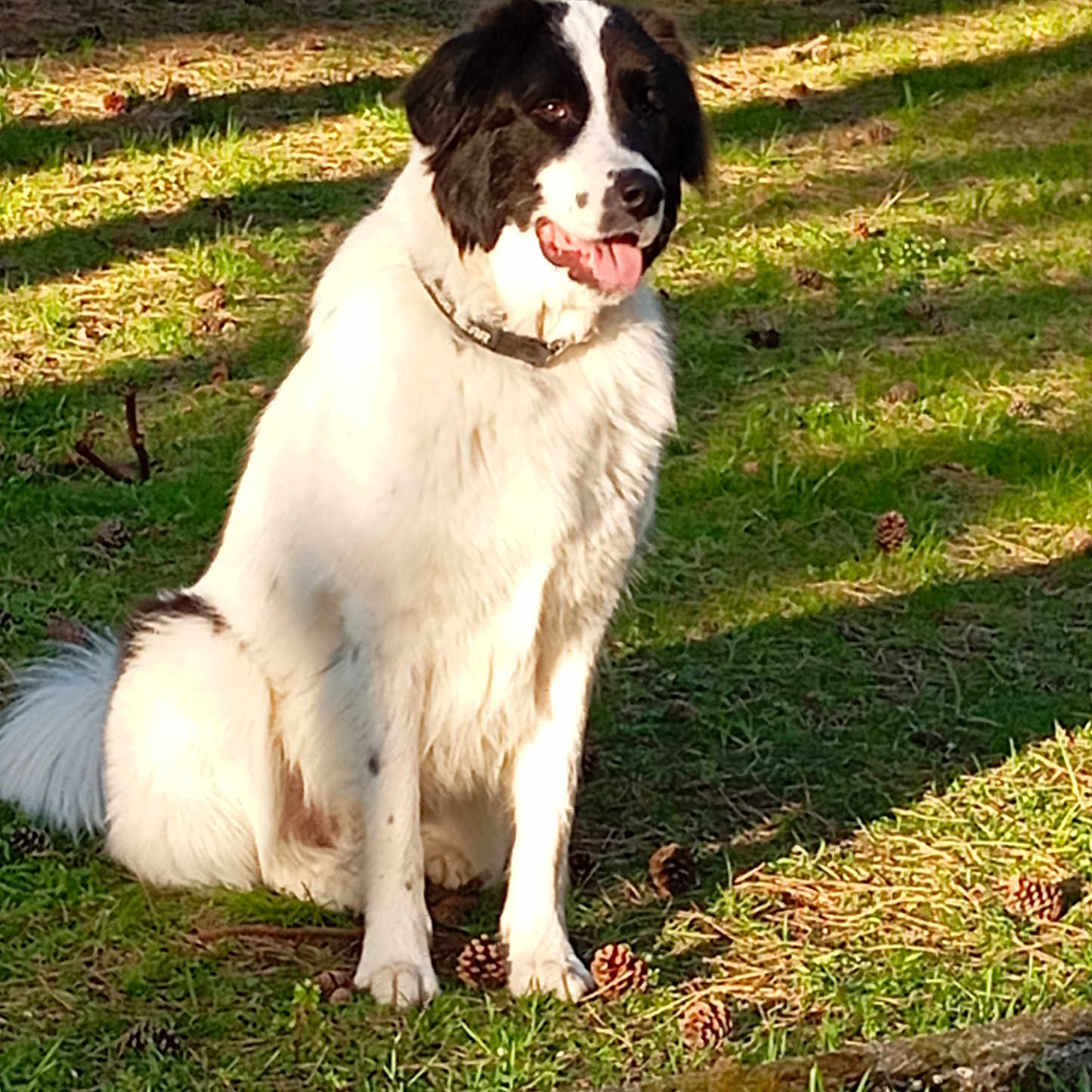 Ulysse participe au concours pour gagner de l'argent avec cette photo : animal, black, canine, collar, daylight, dog, fur, grass, happy, nature, outdoors, park, pet, pine_cones, playful, shadow, sitting, sunlight, tongue_out, white