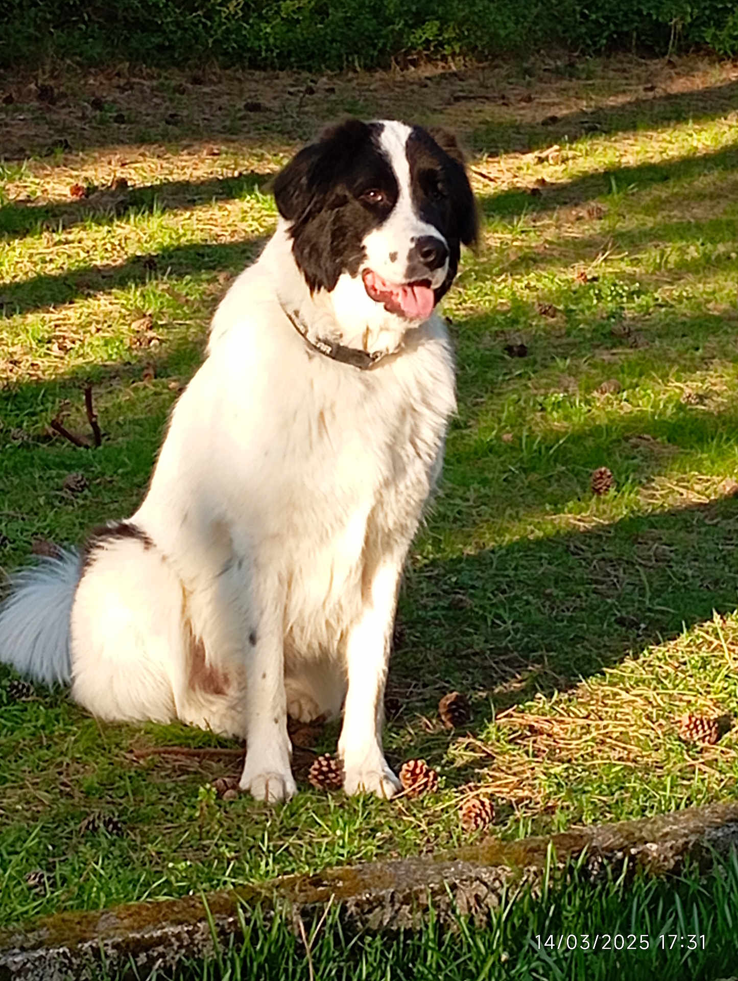 Ulysse participe au concours pour gagner de l'argent avec cette photo : dog, white, black, sitting, grass, pine_cones, outdoors, sunlight, happy, tongue_out, pet, canine, nature, animal, collar, fur, daylight, shadow, park, playful