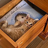 Kiwi participe au concours pour gagner de l'argent avec cette photo : animal, box, cabinet, canine, cat, chestofdrawers, crate, dog, dogbed, drawer, furniture, hardwood, kitten, pet, plywood, rabbit, rat, rodent, stainedwood, wood