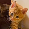 Kiwi participe au concours pour gagner de l'argent avec cette photo : abyssinian, angora, animal, cat, kitten, manx, pet
