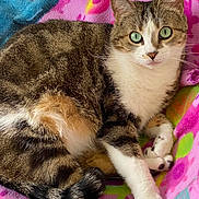 Praline a rejoint le concours — aidez-le/la à gagner de superbes lots ! cat, tabby_cat, green_eyes, pet, animal, feline, resting, blanket, colorful_blanket, indoor, cute, fur, whiskers, paws, relaxed, looking_at_camera, domestic_cat, striped_fur, cozy, soft