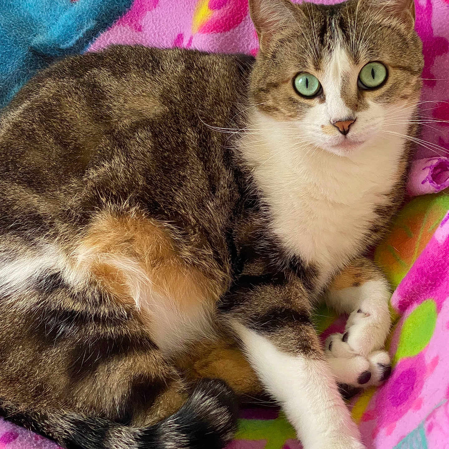 Praline a rejoint le concours — aidez-le/la à gagner de superbes lots ! cat, tabby_cat, green_eyes, pet, animal, feline, resting, blanket, colorful_blanket, indoor, cute, fur, whiskers, paws, relaxed, looking_at_camera, domestic_cat, striped_fur, cozy, soft