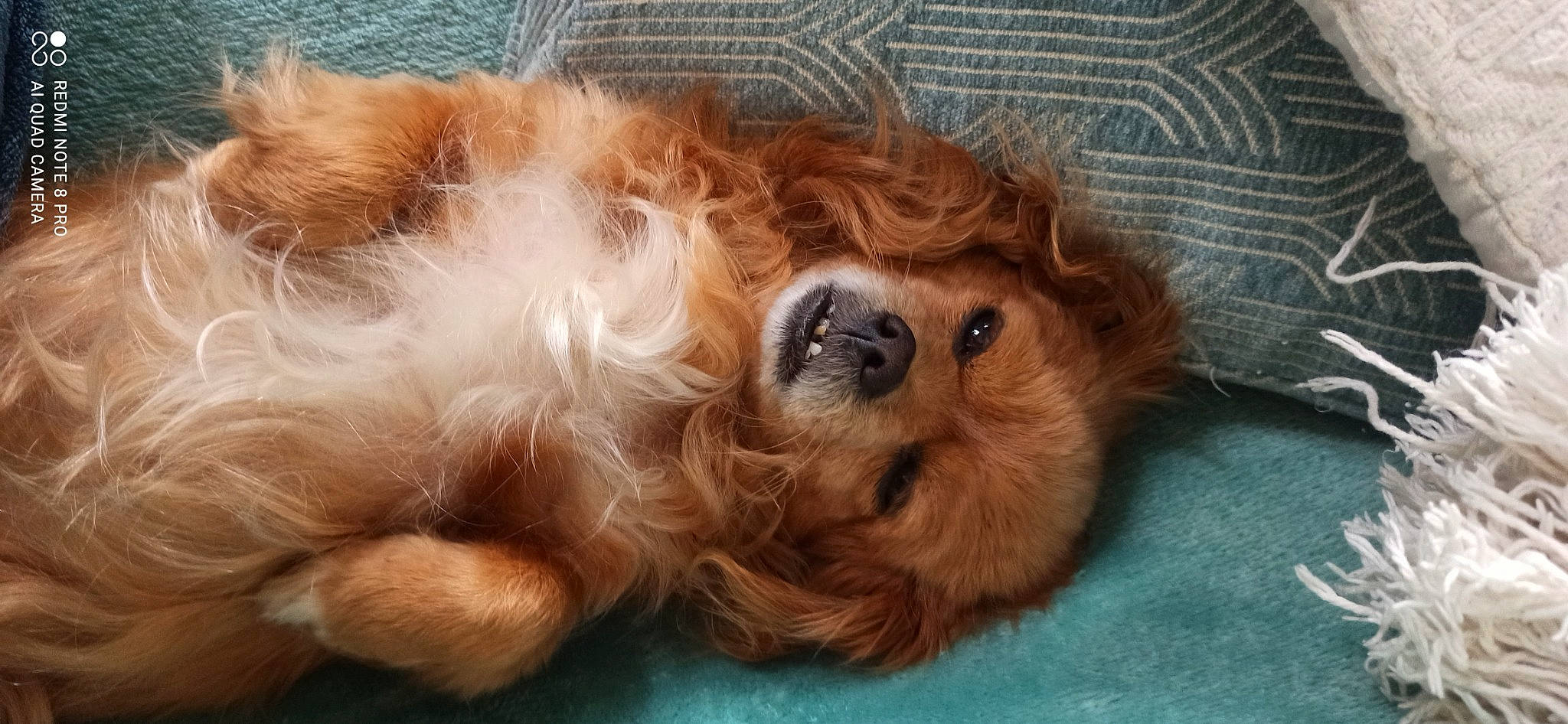 Lola a rejoint le concours — aidez-le/la à gagner de superbes lots ! canidae, carnivore, cavalier_king_charles_spaniel, companion_dog, dog, dog_breed, dog_supply, fawn, fur, liver, paw, pet_supply, snout, sporting_group, terrestrial_animal, tibetan_spaniel, toy_dog, volpino_italiano, whiskers, working_animal