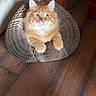 animal, cat, chair, cozy, ears, eyes, fluffy, fur, furniture, ginger_cat, home, indoor, looking_at_camera, paws, pet, portrait, sitting, whiskers, wooden_floor, woven_basket