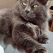 Moumoute participe au concours pour gagner de l'argent avec cette photo : cat, gray_cat, fluffy, feline, pet, indoor, close_up, green_eyes, whiskers, paw, relaxed, animal, mammal, fur, portrait, laying_down, household, cute, domestic_cat, resting