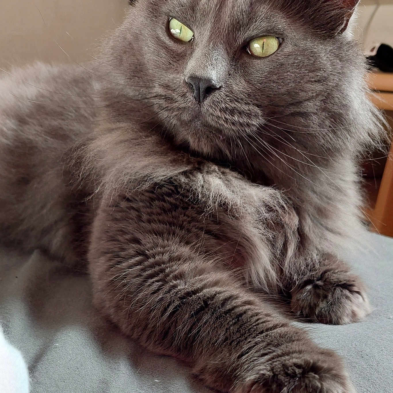 Moumoute