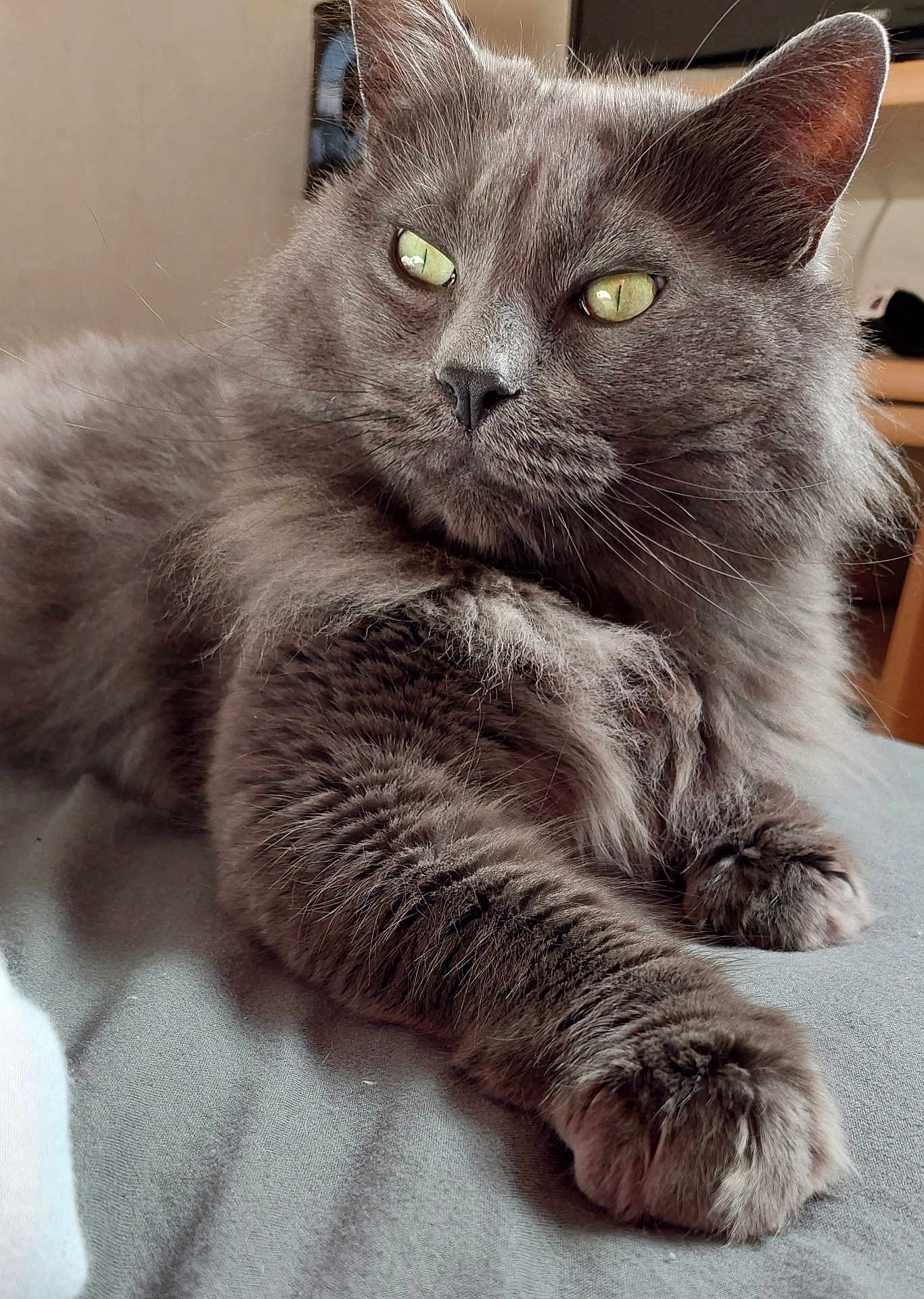 Moumoute participe au concours pour gagner de l'argent avec cette photo : cat, gray_cat, fluffy, feline, pet, indoor, close_up, green_eyes, whiskers, paw, relaxed, animal, mammal, fur, portrait, laying_down, household, cute, domestic_cat, resting