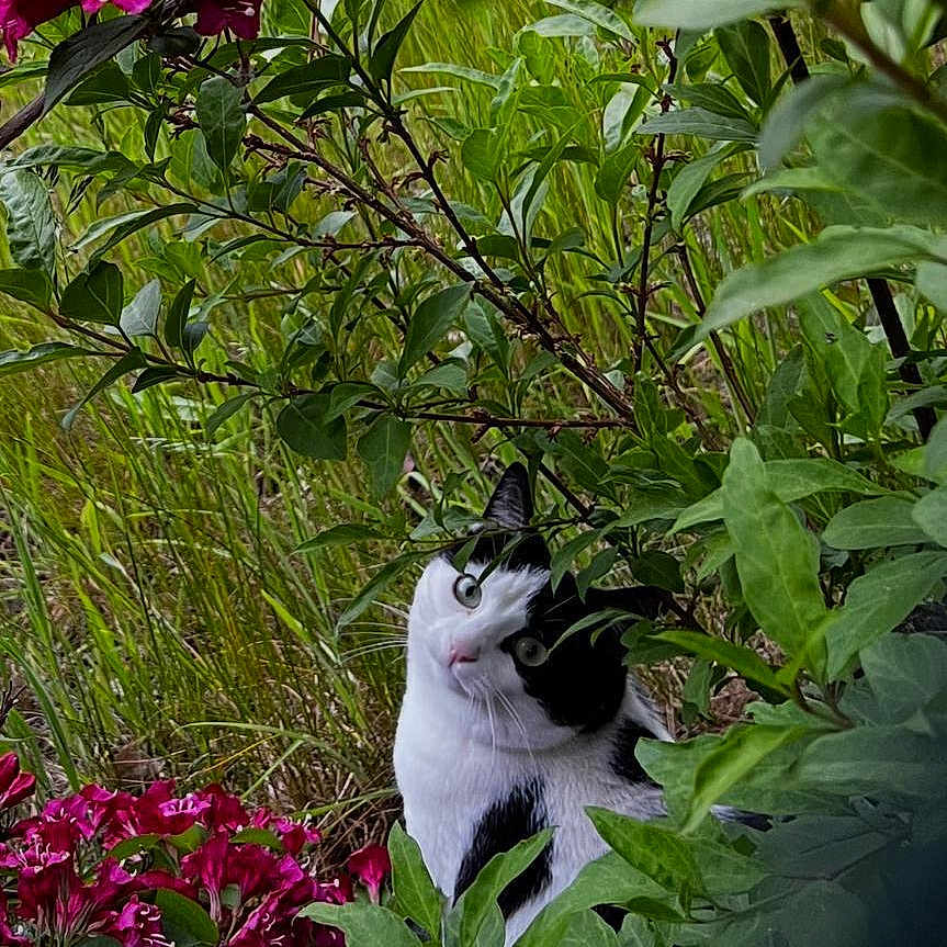 Mademoiselle a rejoint le concours — aidez-le/la à gagner de superbes lots ! animal, black_and_white, cat, curious, cute, flowers, foliage, garden, grass, greenery, head_tilt, leafy, mammal, nature, outdoor, pet, plant, portrait, red_flowers, wildlife