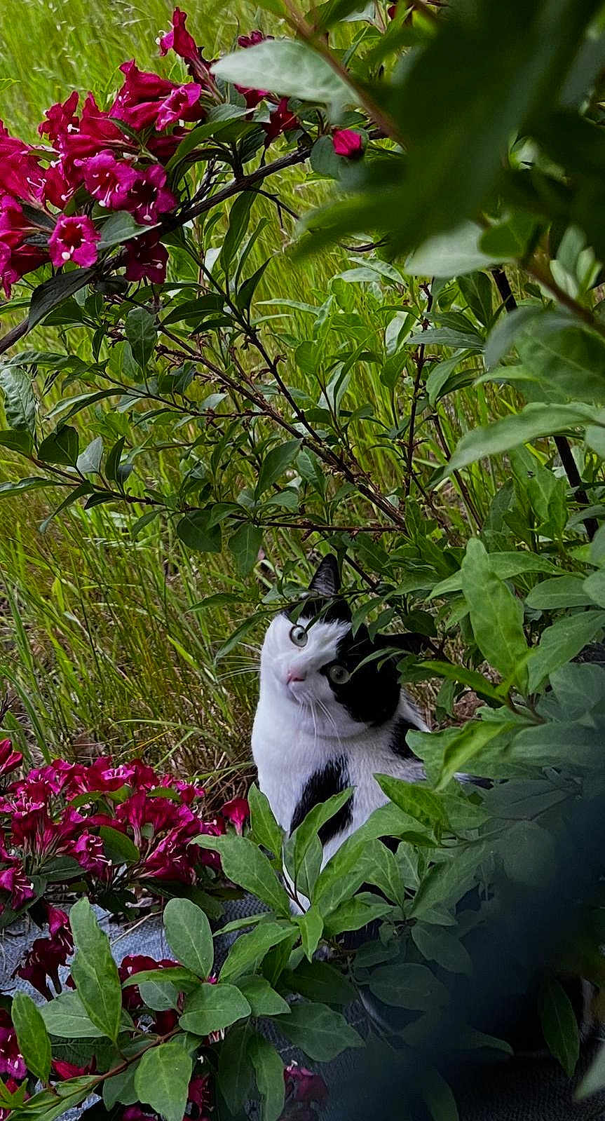 Mademoiselle