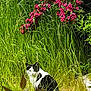 Mademoiselle participe au concours pour gagner de l'argent avec cette photo : animal, black_and_white_cat, cat, closeup, curious, daylight, feline, flowers, foliage, garden, grass, greenery, nature, outdoor, pet, pink_flowers, plants, portrait, sitting, wild