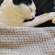 Mademoiselle participe au concours pour gagner de l'argent avec cette photo : animal, black_and_white, blanket, cat, closeup, comfort, cozy, cute, domestic, fur, indoor, nap, peaceful, pet, relaxed, resting, sleeping, soft, texture, whiskers