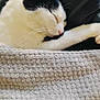 animal, black_and_white, blanket, cat, closeup, comfort, cozy, cute, domestic, fur, indoor, nap, peaceful, pet, relaxed, resting, sleeping, soft, texture, whiskers