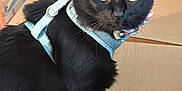 Nova Binx joined the competition — help win amazing prizes! black_cat, cat, pet, indoor, box, cardboard_box, green_eyes, collar, curious, feline, animal, sitting, looking_back, fur, whiskers, domestic_cat, household, floor, closeup, portrait