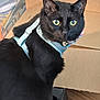 black_cat, cat, pet, indoor, box, cardboard_box, green_eyes, collar, curious, feline, animal, sitting, looking_back, fur, whiskers, domestic_cat, household, floor, closeup, portrait