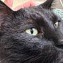 Nova Binx is registered to the contest to win money with this photo: cat, black_cat, close_up, green_eyes, whiskers, fur, pet, animal, hand, blanket, knitted_blanket, cozy, indoor, domestic_animal, portrait, face, ear, nose, feline, relaxation