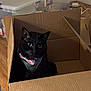 Nova Binx is registered to the contest to win money with this photo: cat, black_cat, cardboard_box, bow_tie, harness, indoor, pet, animal, curious, sitting, wood_floor, plastic_storage_bin, home, feline, whiskers, ears, eyes, cute, domestic_cat, box