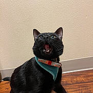 Nova Binx is registered to the contest to win money with this photo: black_cat, cat, pet, indoor, wooden_floor, collar, harness, mouth_open, looking_up, whiskers, ears, fur, animal, feline, cute, alert, domestic_cat, floor, wall, expression
