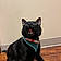 Nova Binx