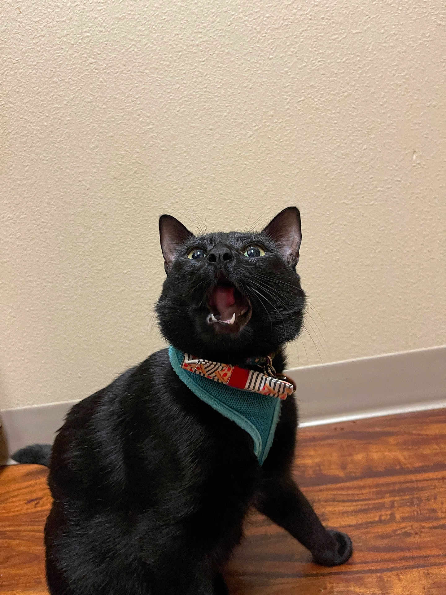 Nova Binx