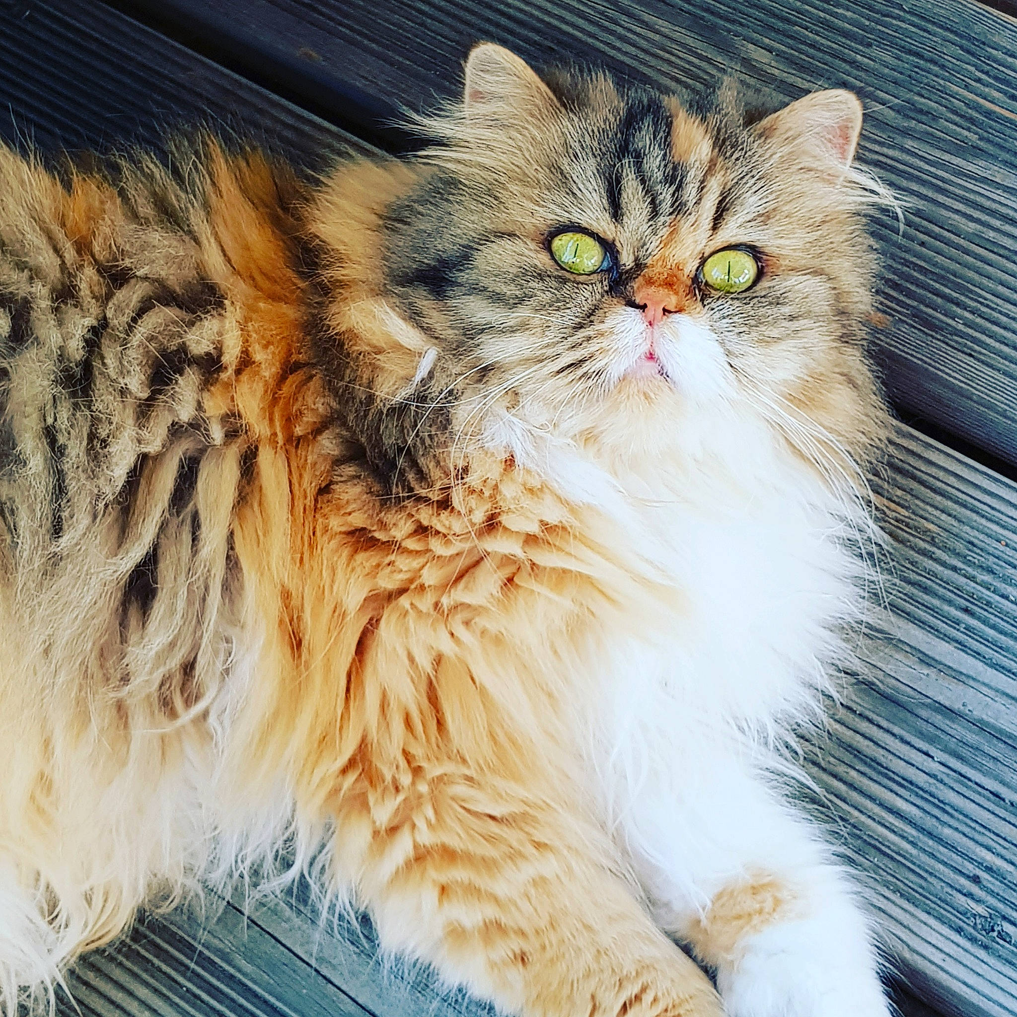Lollipop a rejoint le concours — aidez-le/la à gagner de superbes lots ! british_longhair, carnivore, cat, comfort, felidae, fur, grass, iris, maine_coon, persian, small_to_medium_sized_cats, snout, terrestrial_animal, whiskers