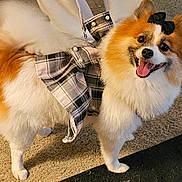 Bougie joined the competition — help win amazing prizes! dog, pomeranian, fluffy, pet, smiling, tongue_out, black_bow, plaid_clothing, indoor, carpet, standing, cute, happy, animal, fur, small_dog, domestic_animal, mammal, friendly, adorable