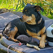 Rufus a rejoint le concours — aidez-le/la à gagner de superbes lots ! dog, black_and_tan, outdoor, grass, mat, grooming_brush, rope_toy, suitcase, pet, relaxed, sunlight, greenery, collar, paw, fur, resting, side_view, animal, nature, comfortable