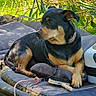 dog, black_and_tan, outdoor, grass, mat, grooming_brush, rope_toy, suitcase, pet, relaxed, sunlight, greenery, collar, paw, fur, resting, side_view, animal, nature, comfortable