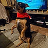 dog, pet, scarf, indoor, living_room, television, carpet, decor, furniture, animal, cute, small_dog, brown, black, ears, alert, sitting, holiday, cozy, home
