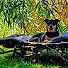 Rufus participe au concours pour gagner de l'argent avec cette photo : dog, outdoor, grass, plant, leaf, sunlight, cot, resting, black_dog, tan_dog, pet, nature, summer, relaxing, shade, animal, leaves, greenery, backyard, canine