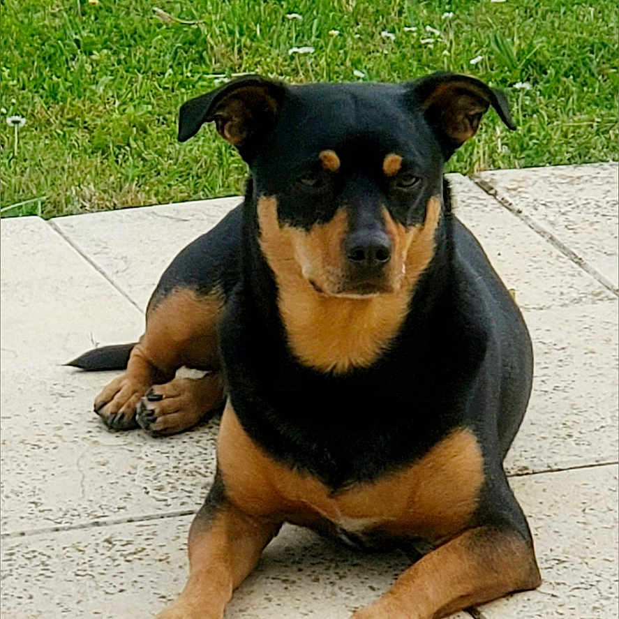 Rufus a rejoint le concours — aidez-le/la à gagner de superbes lots ! dog, black, tan, pet, animal, outdoor, grass, lawn, tile, pavement, laying, resting, canine, ears, fur, muzzle, paws, backyard, nature, relaxed