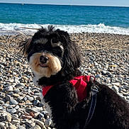Elliot participe au concours pour gagner de l'argent avec cette photo : dog, beach, pebbles, ocean, waves, harness, black_fur, white_fur, outdoor, sunlight, sea, water, nature, pet, animal, cute, portrait, leash, sky, summer
