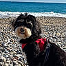 dog, beach, pebbles, ocean, waves, harness, black_fur, white_fur, outdoor, sunlight, sea, water, nature, pet, animal, cute, portrait, leash, sky, summer
